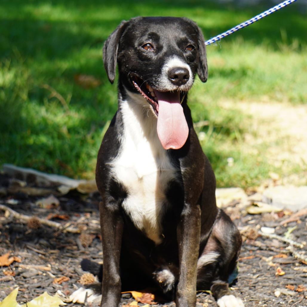 Enlarge Kermit, a Adoptable Mixed Breed in Evensville, TN image 2/6