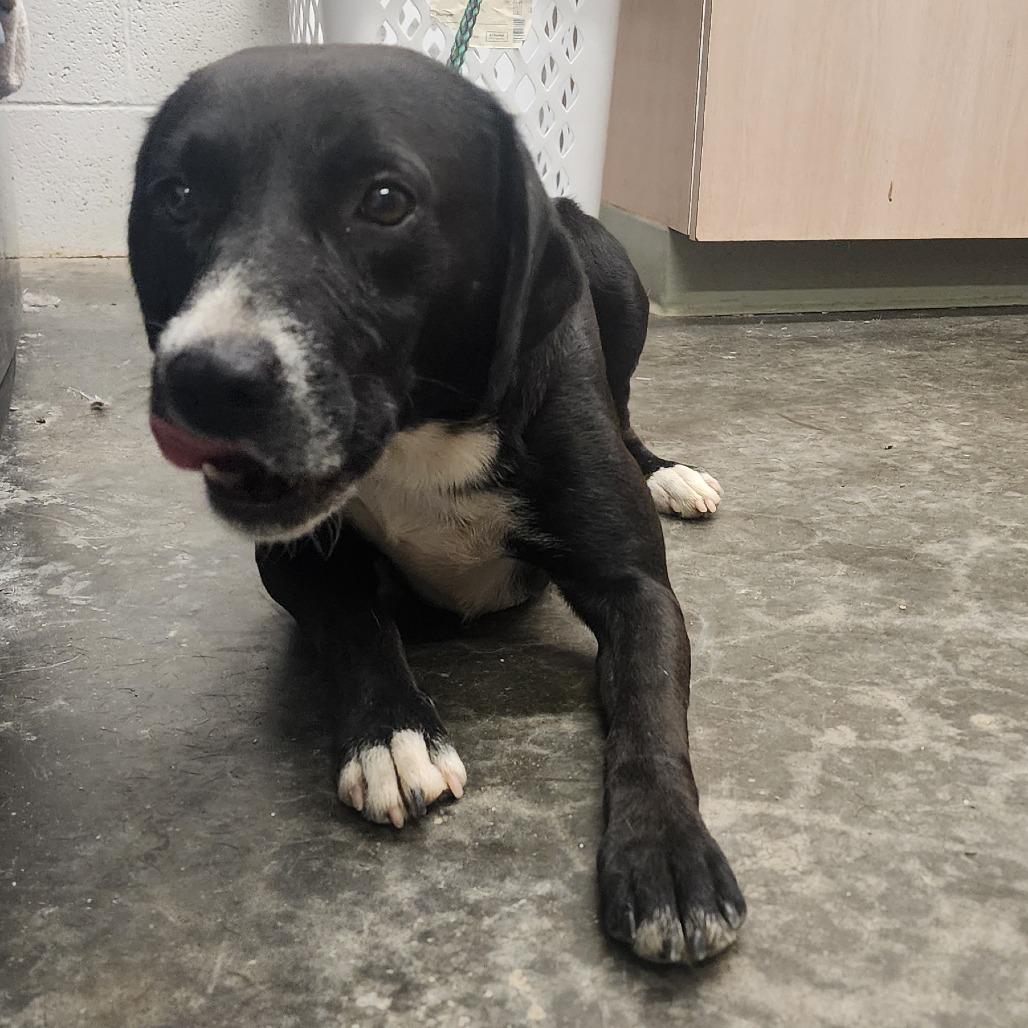 Enlarge Kermit, a Adoptable Mixed Breed in Evensville, TN image 3/6