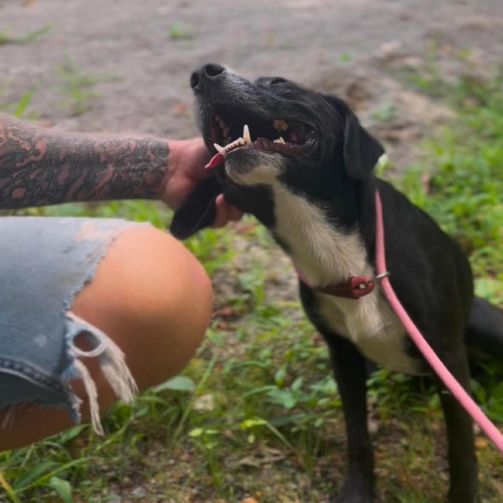 Enlarge Kermit, a Adoptable Mixed Breed in Evensville, TN image 4/6