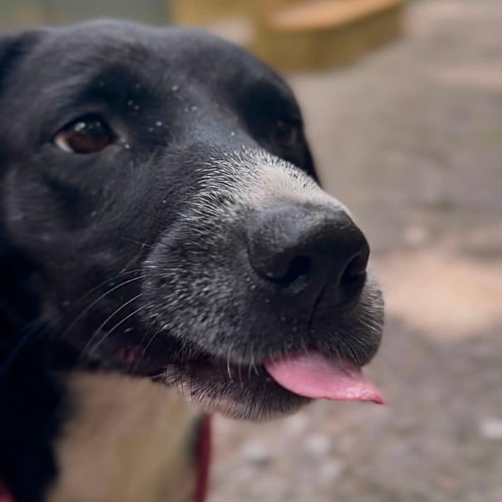 Enlarge Kermit, a Adoptable Mixed Breed in Evensville, TN image 5/6