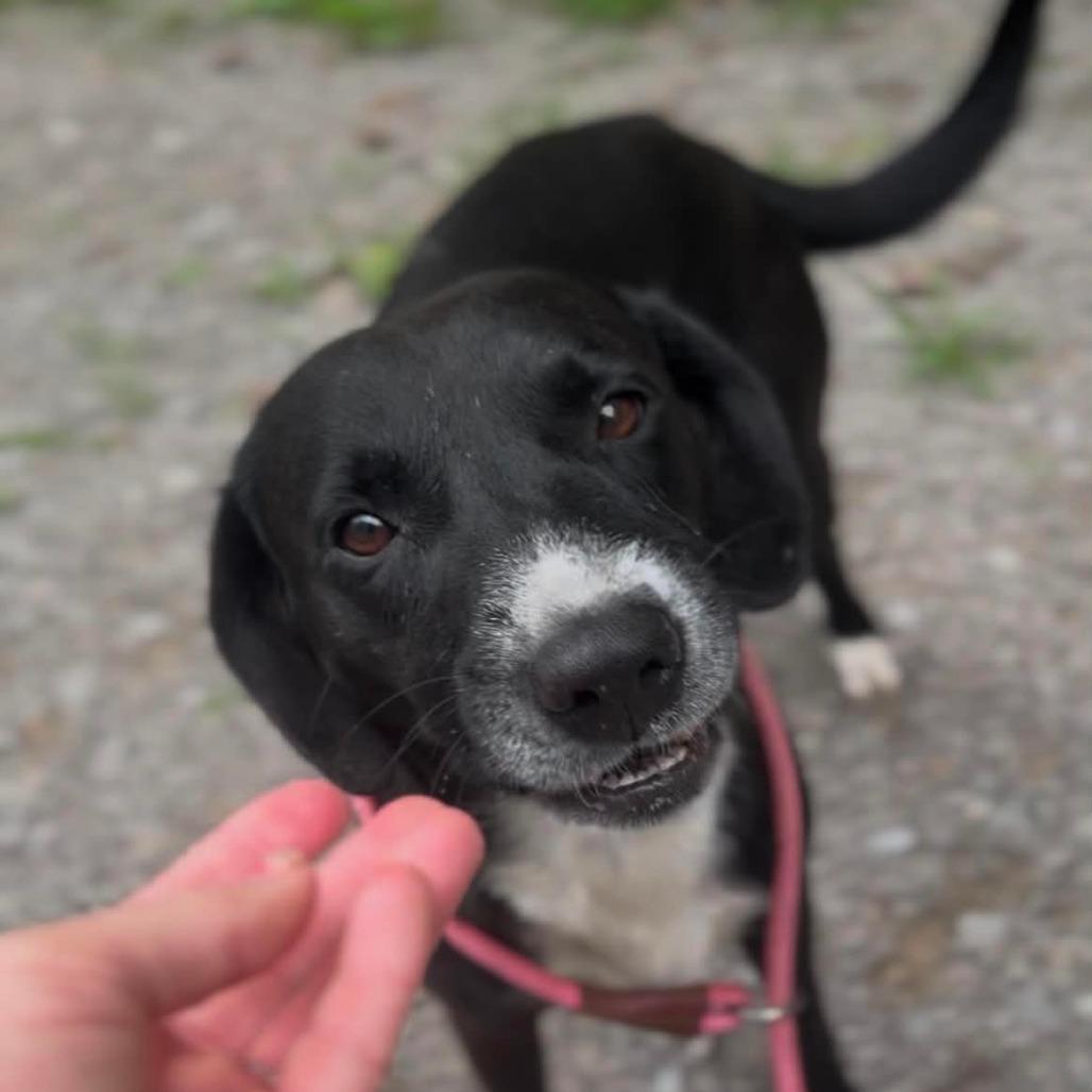Enlarge Kermit, a Adoptable Mixed Breed in Evensville, TN image 6/6