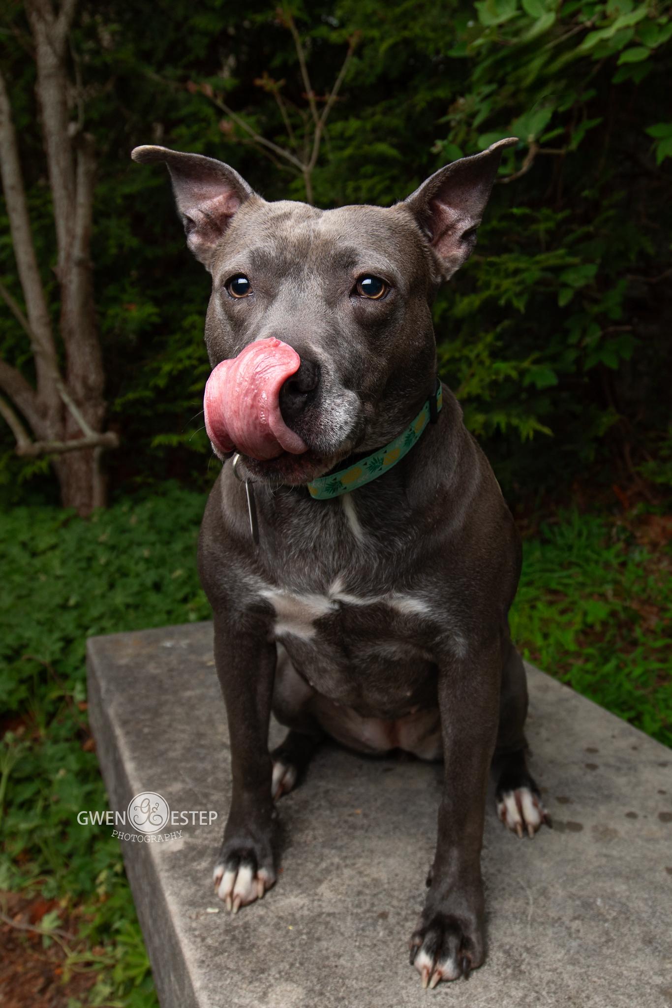 Misty Blue, a Adoptable mixed breed in Dayton, OH image 2/6