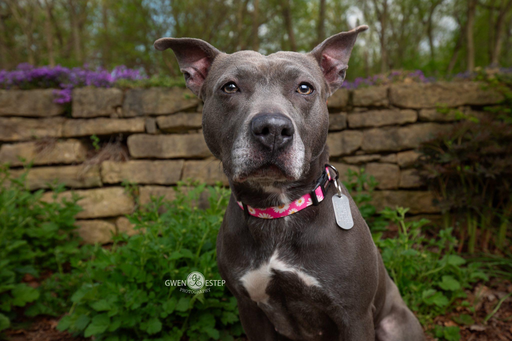 Enlarge Misty Blue, a Adoptable mixed breed in Dayton, OH image 5/6