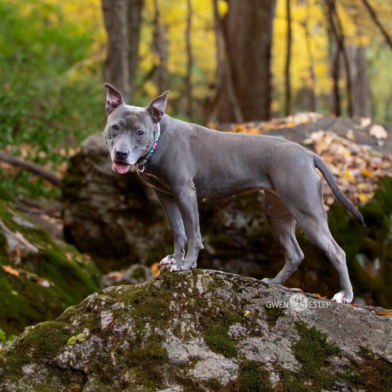 Misty Blue, Adoptable, Adult Female Pit Bull Terrier & American Staffordshire Terrier.