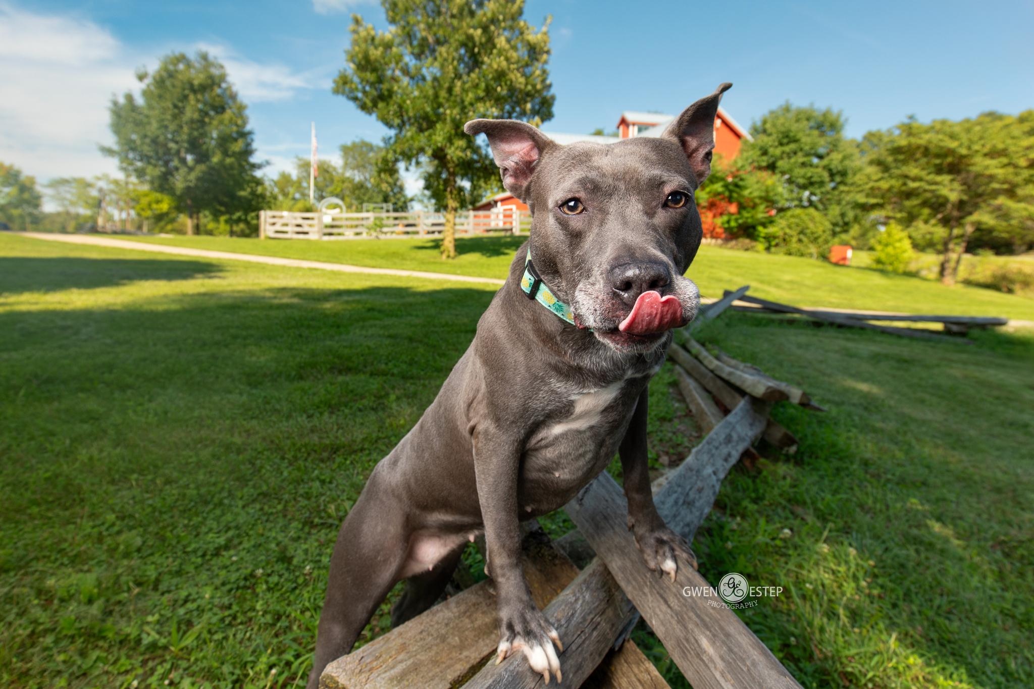 Misty Blue, a Adoptable mixed breed in Dayton, OH image 2/6