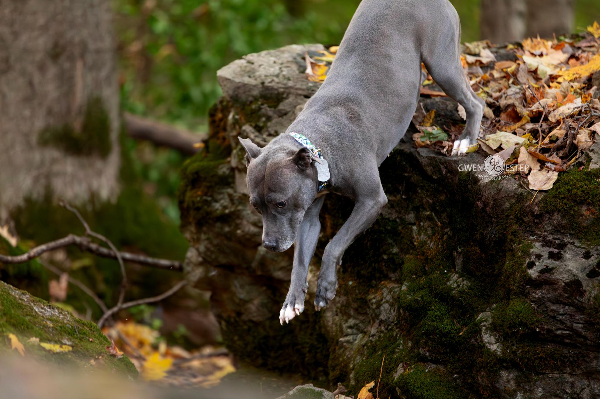 Enlarge Misty Blue, a Adoptable mixed breed in Dayton, OH image 2/6