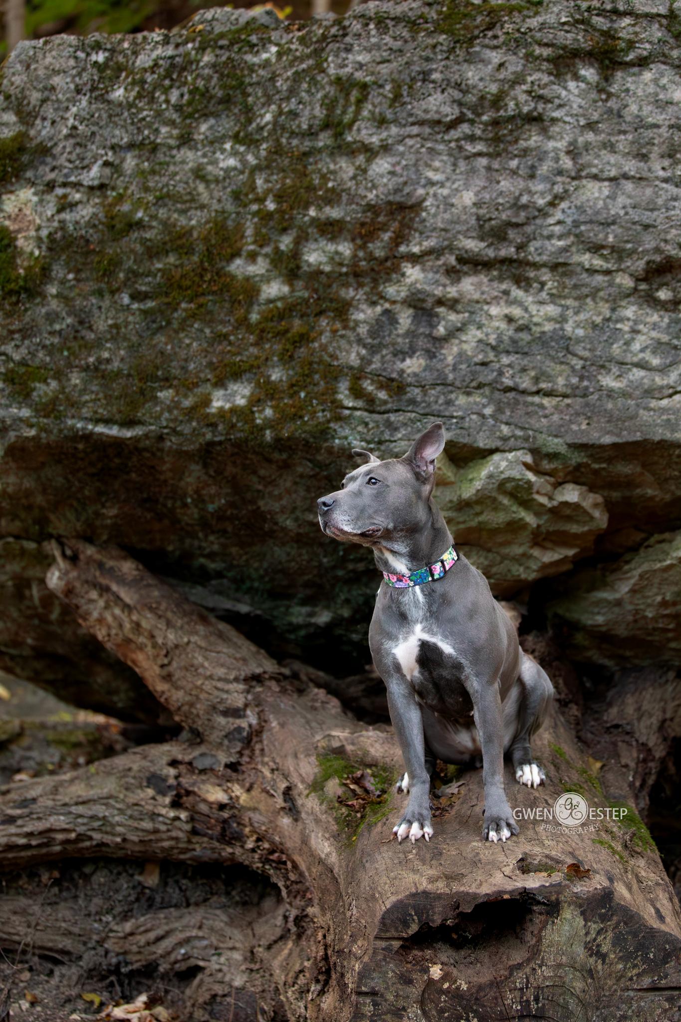 Enlarge Misty Blue, a Adoptable mixed breed in Dayton, OH image 3/6