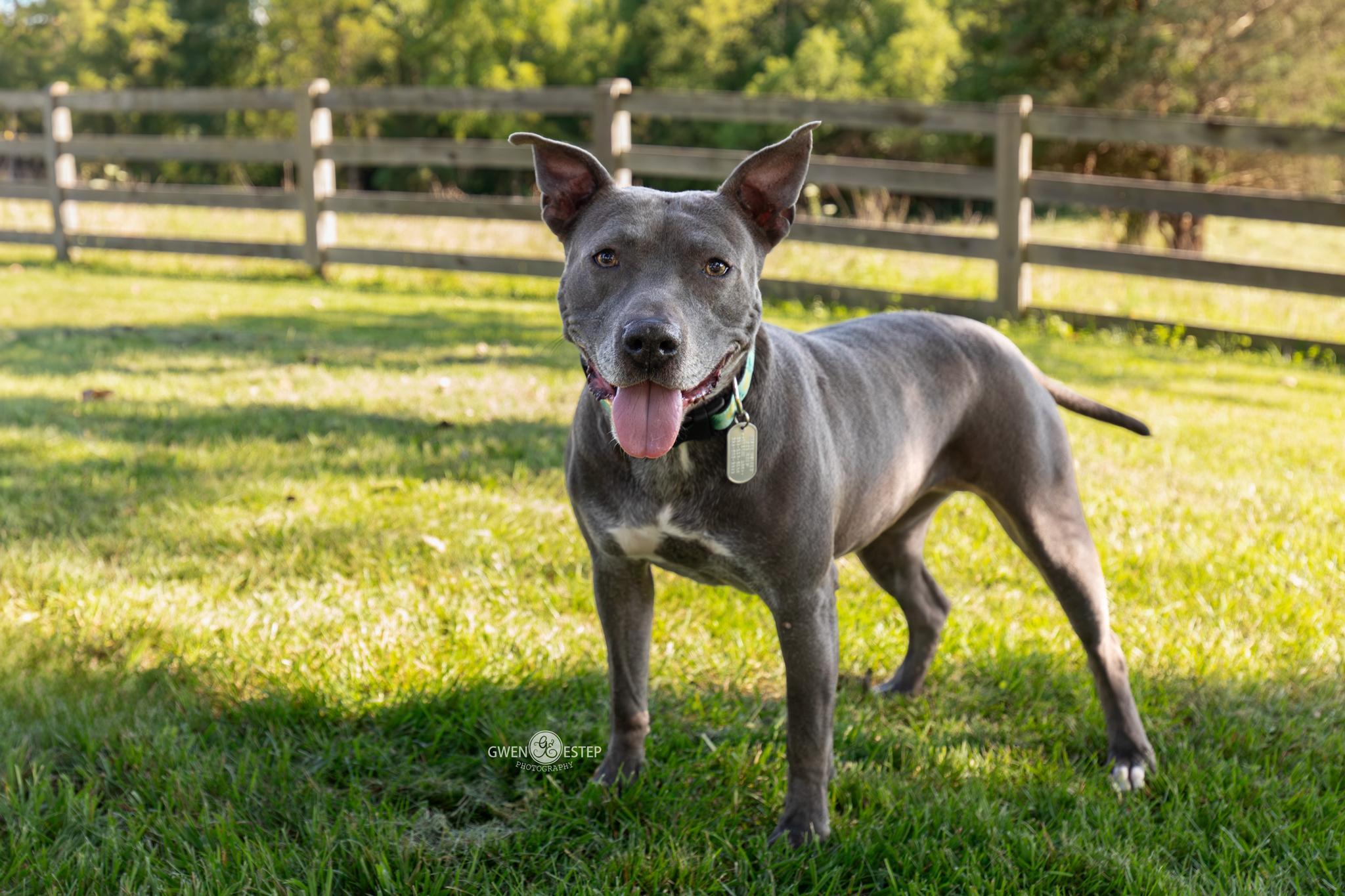 Misty Blue, a Adoptable mixed breed in Dayton, OH image 1/6