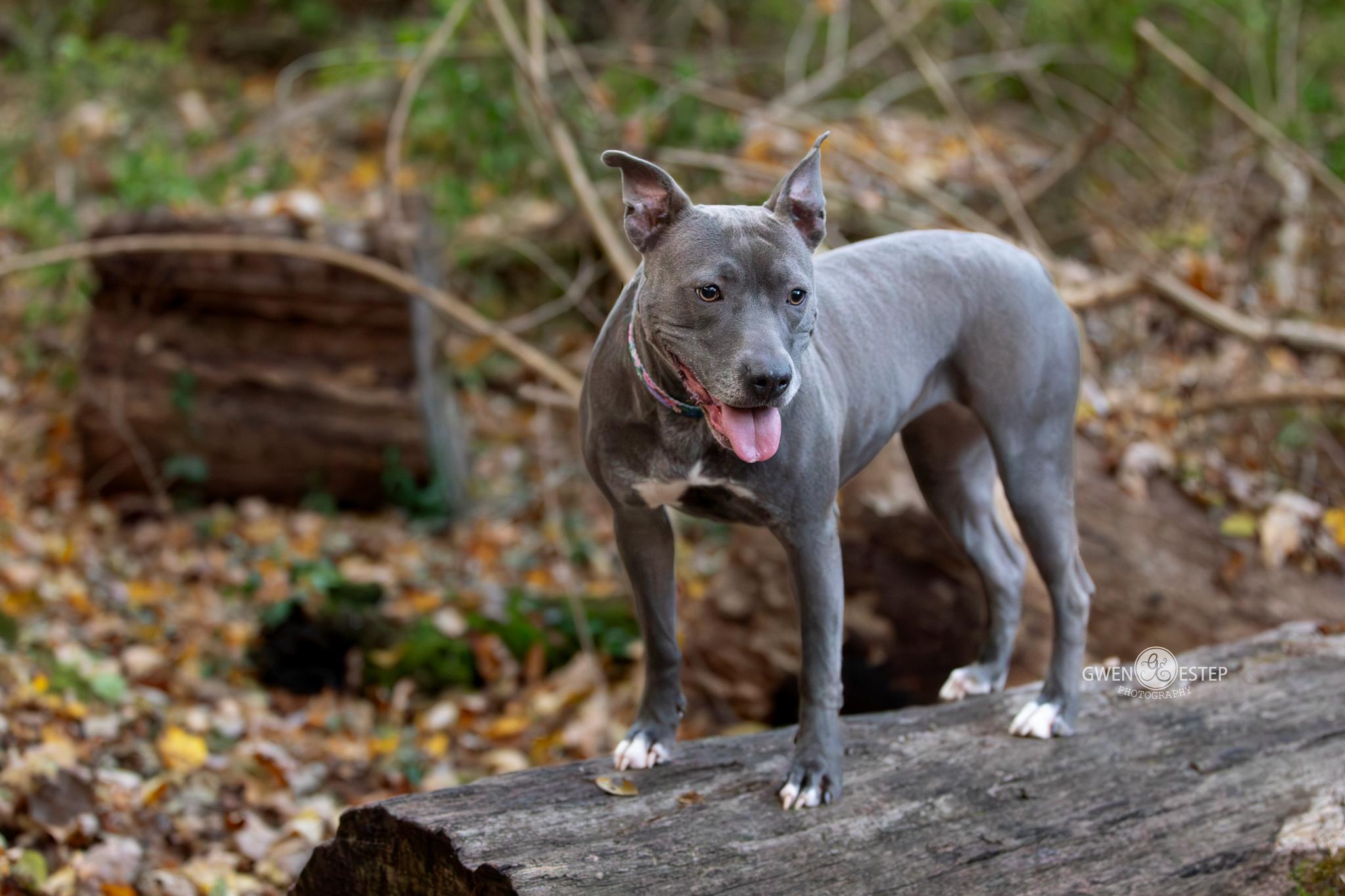 Enlarge Misty Blue, a Adoptable mixed breed in Dayton, OH image 4/6