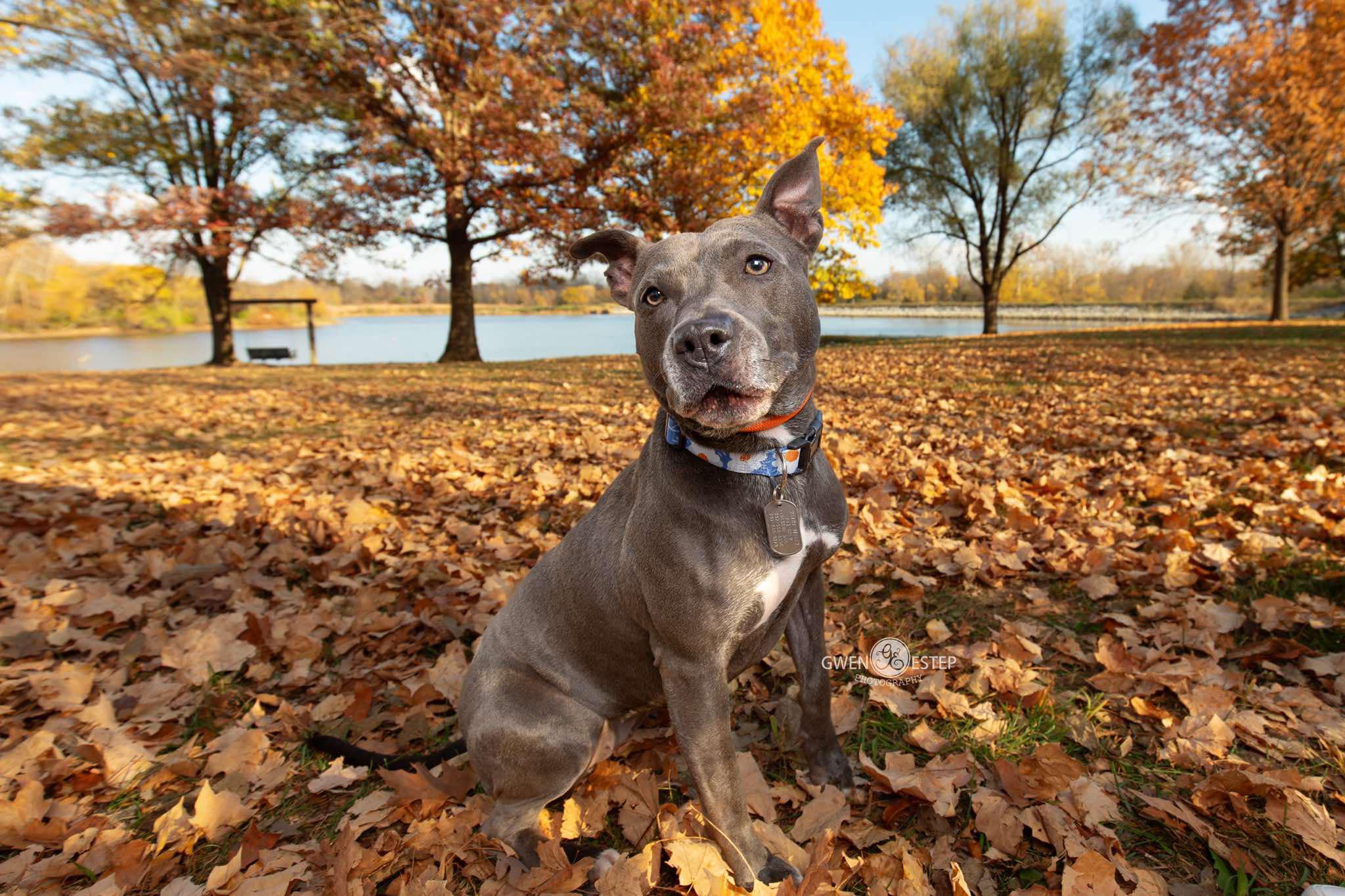 Enlarge Misty Blue, a Adoptable mixed breed in Dayton, OH image 6/6