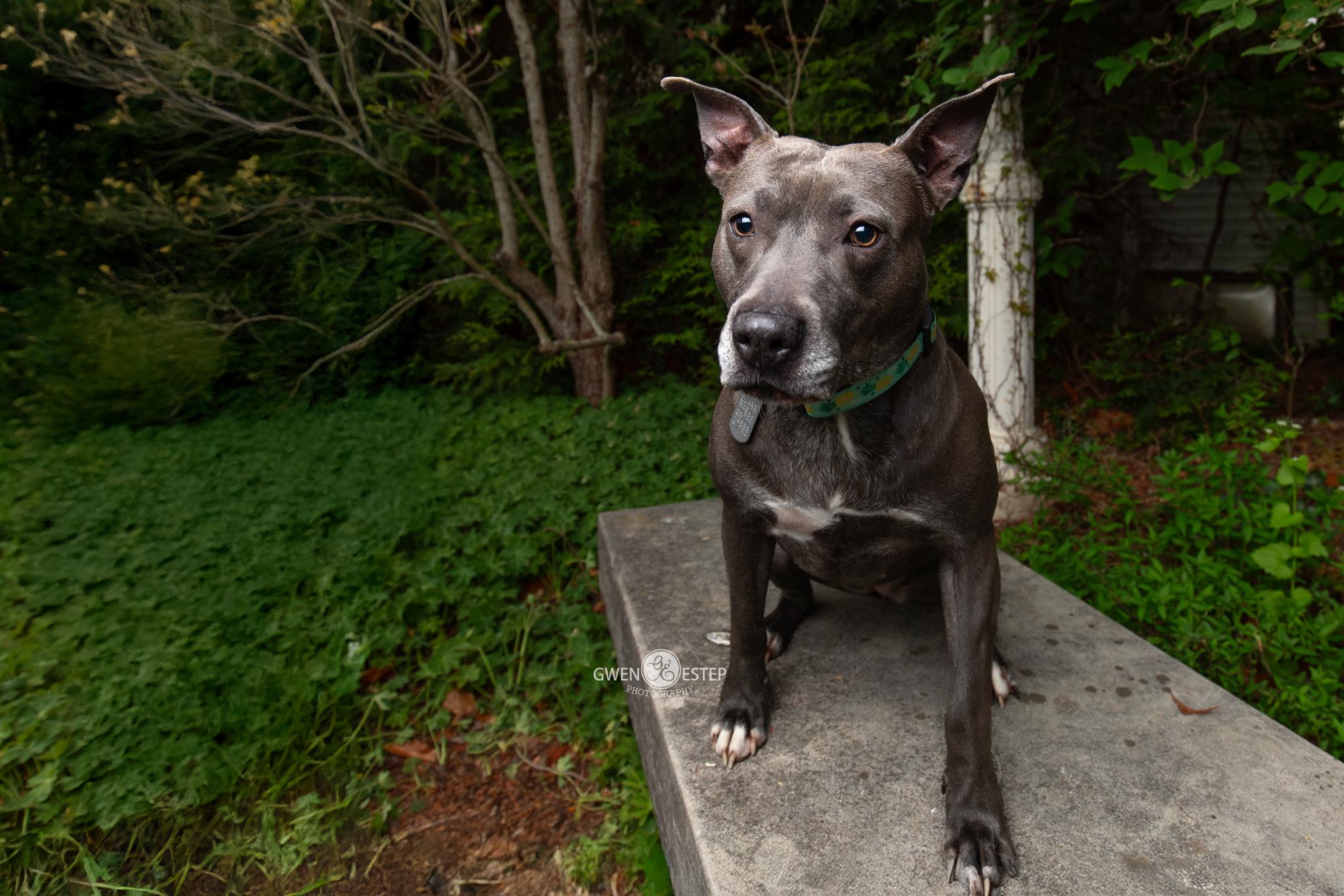 Misty Blue, Adoptable, Adult Female Pit Bull Terrier & American Staffordshire Terrier.