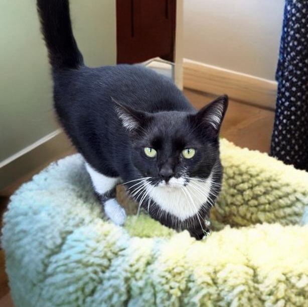Enlarge Patina, a Adoptable Tuxedo in Miami, FL image 3/6