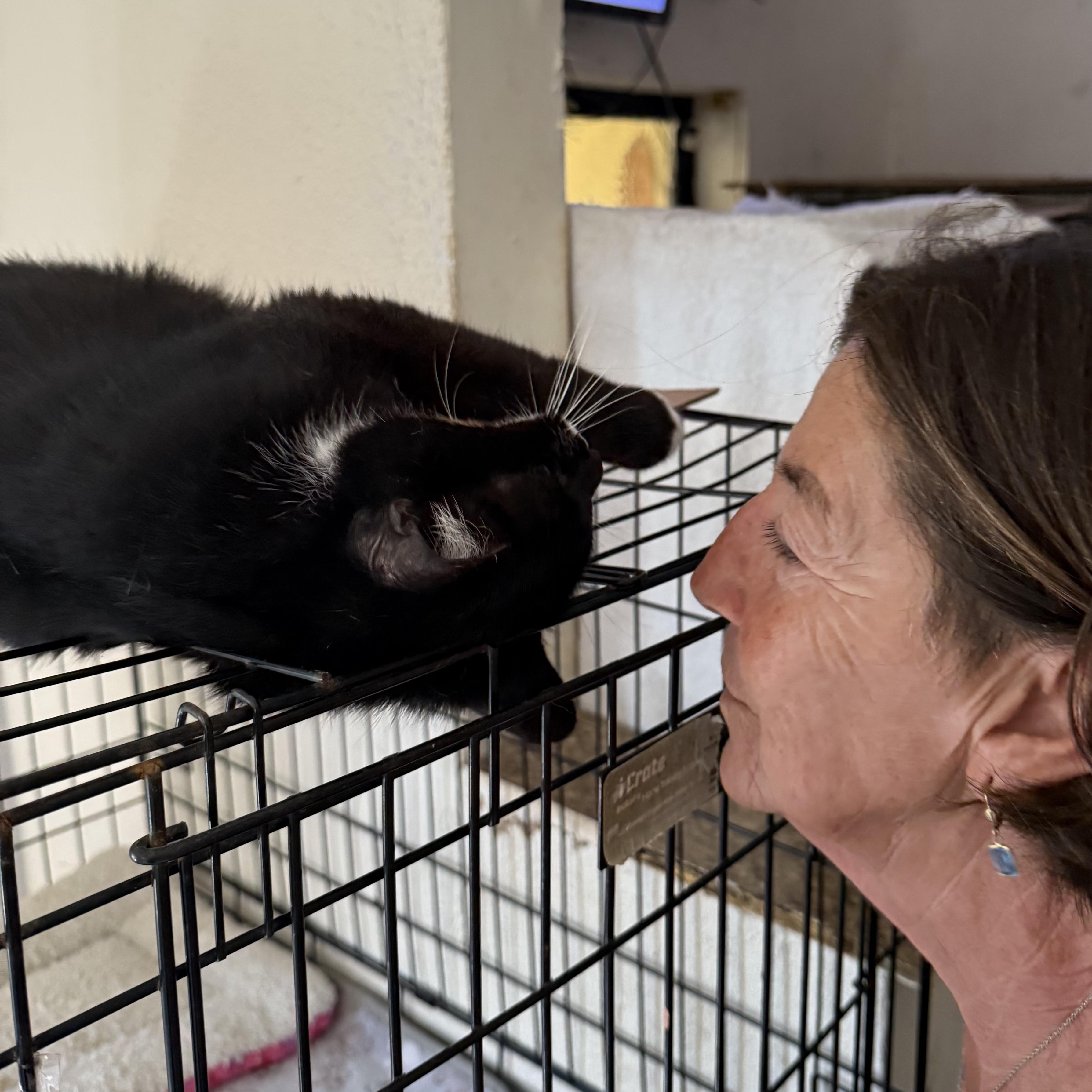 Enlarge Patina, a Adoptable Tuxedo in Miami, FL image 5/6