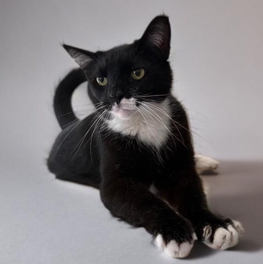 Enlarge Patina, a Adoptable Tuxedo in Miami, FL image 1/6