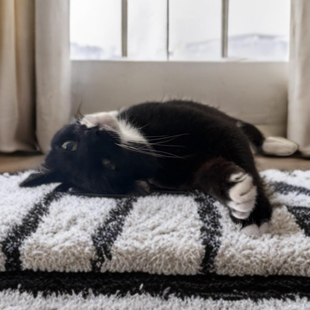 Enlarge Patina, a Adoptable Tuxedo in Miami, FL image 2/6