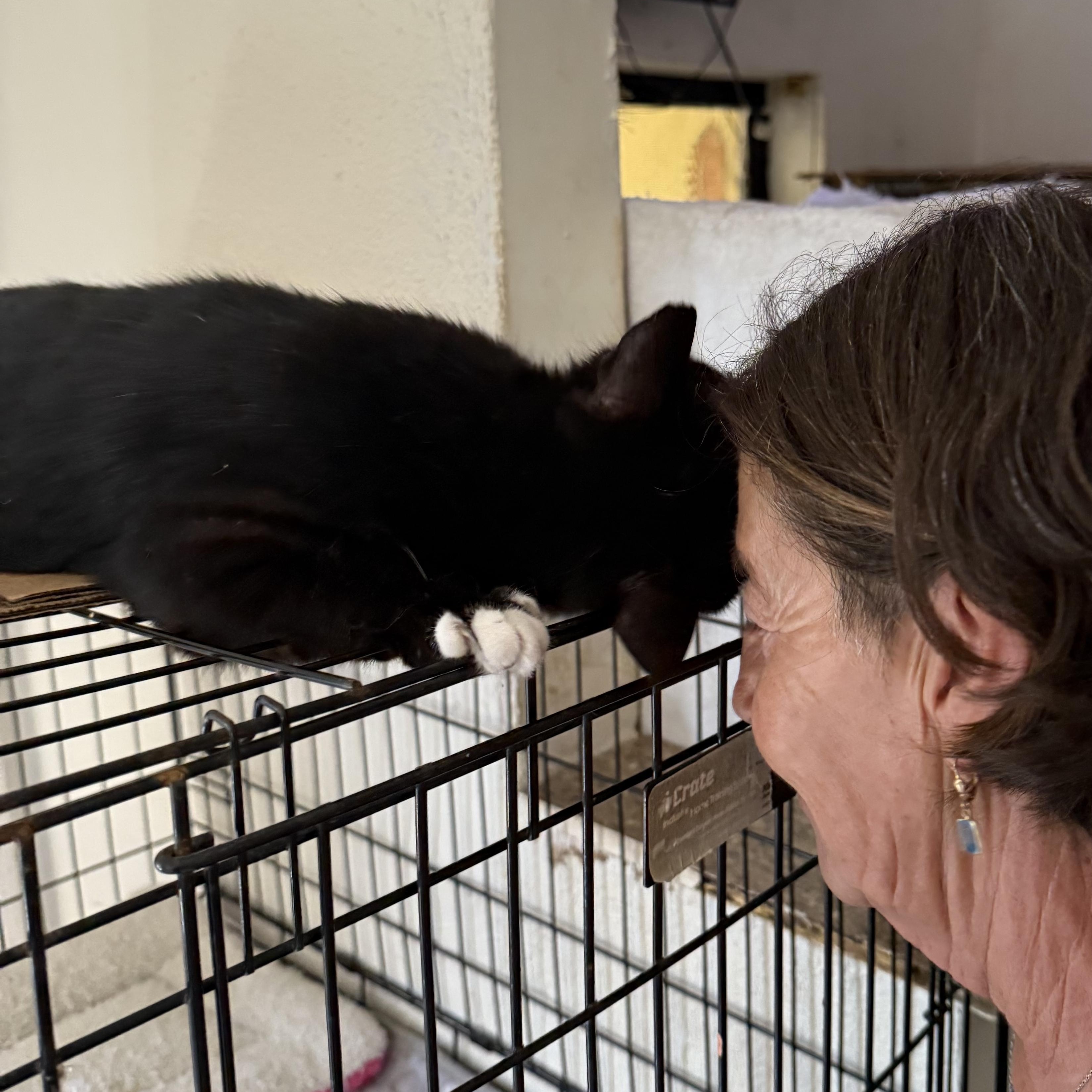 Enlarge Patina, a Adoptable Tuxedo in Miami, FL image 6/6