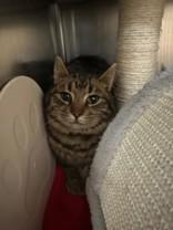 Enlarge Pig, a ADOPTABLE Domestic Short Hair in Manitowoc, WI image 1/1