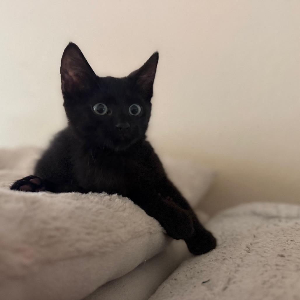 Toro, Adoptable, Young Male Domestic Short Hair.