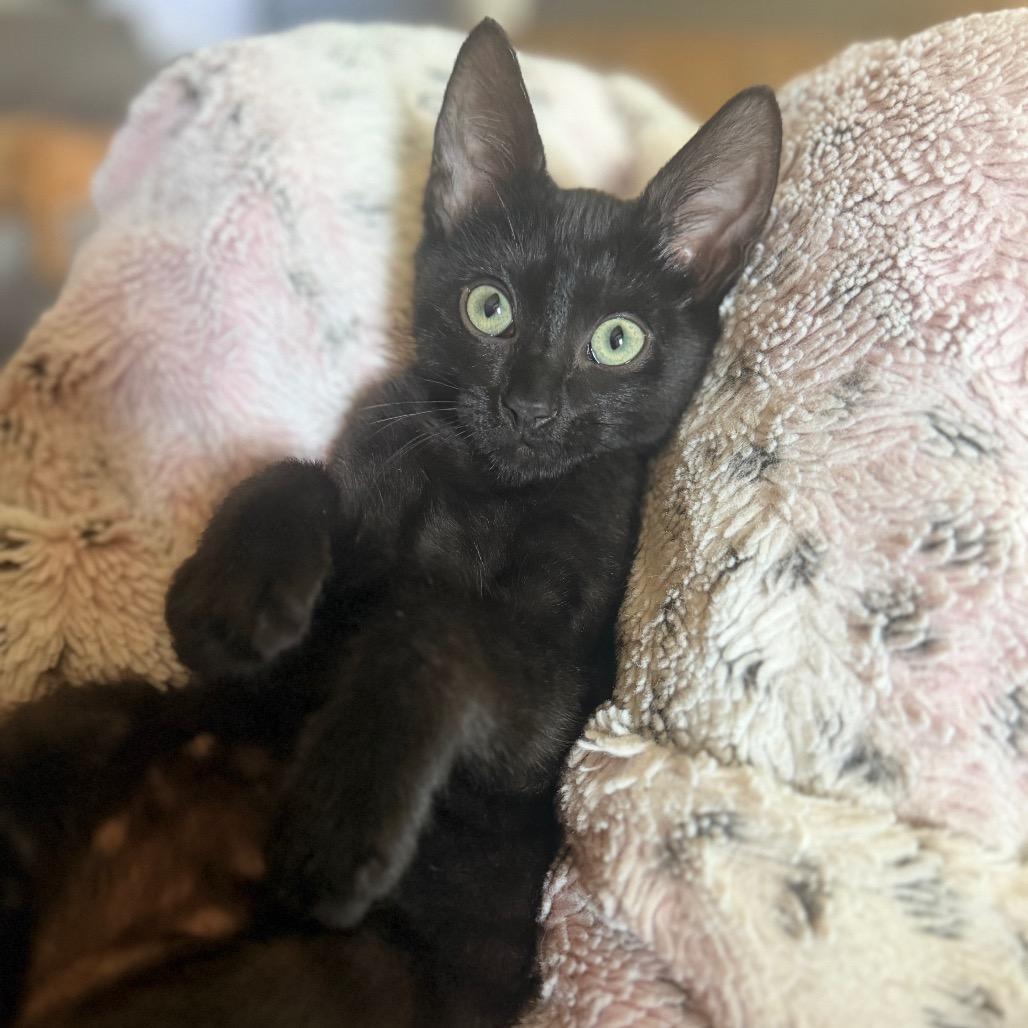 Enlarge Toro, a Adoptable Domestic Short Hair in Flower Mound, TX image 2/6