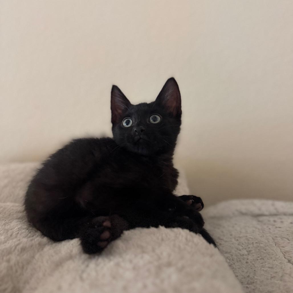 Enlarge Toro, a Adoptable Domestic Short Hair in Flower Mound, TX image 3/6