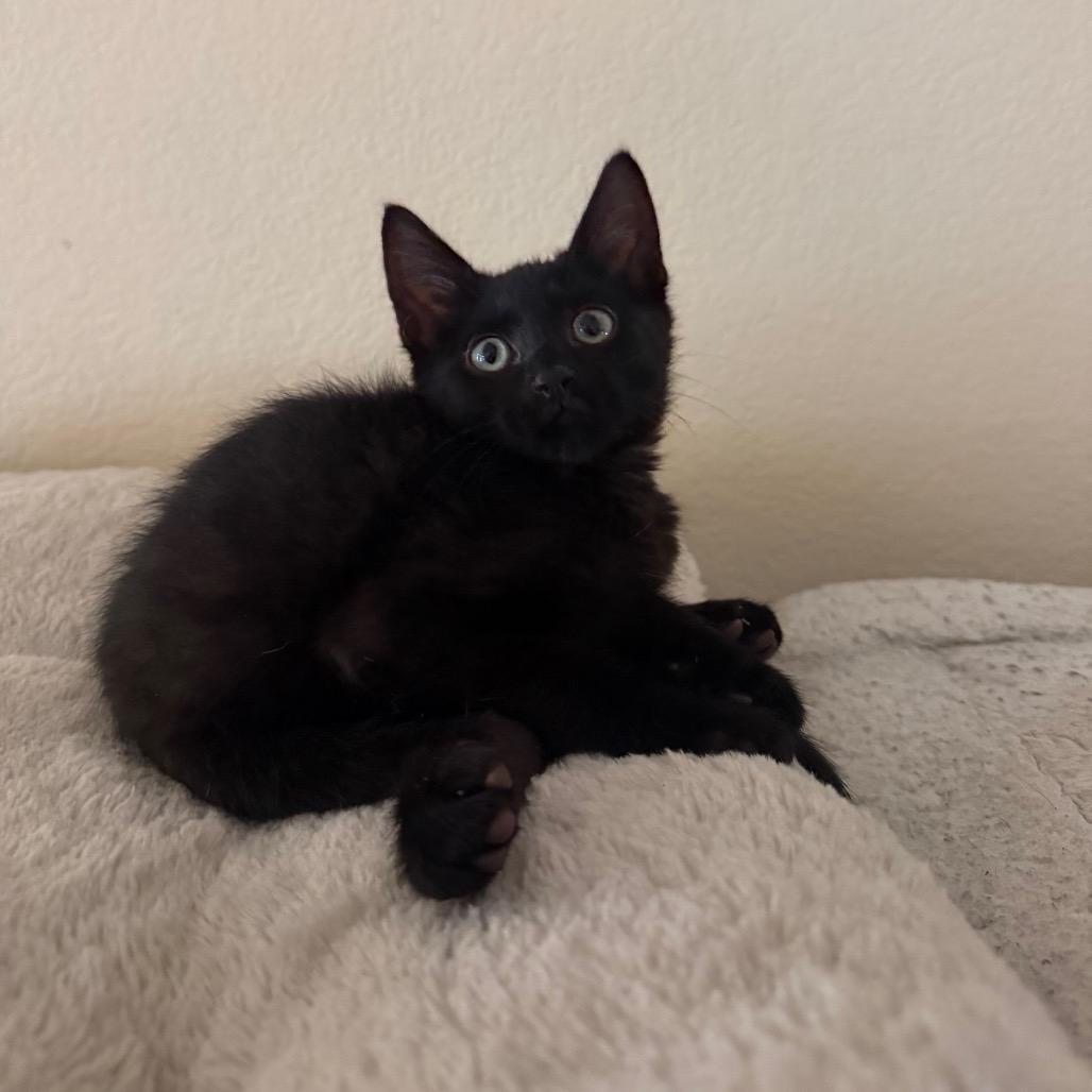 Enlarge Toro, a Adoptable Domestic Short Hair in Flower Mound, TX image 4/6