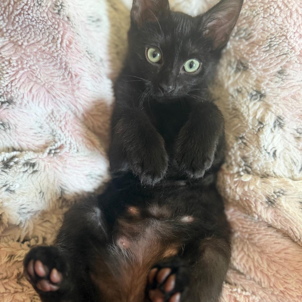 Enlarge Toro, a Adoptable Domestic Short Hair in Flower Mound, TX image 5/6