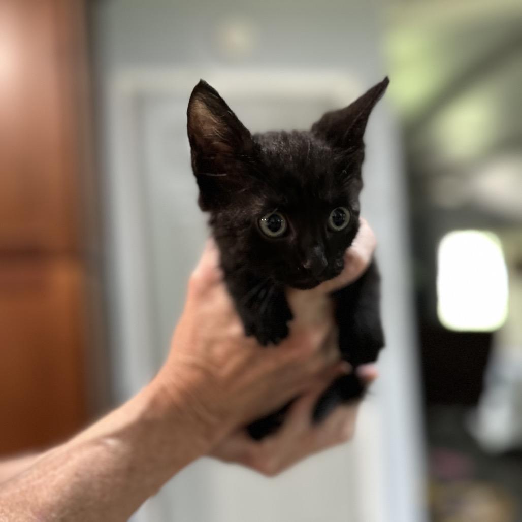 Enlarge Toro, a Adoptable Domestic Short Hair in Flower Mound, TX image 6/6