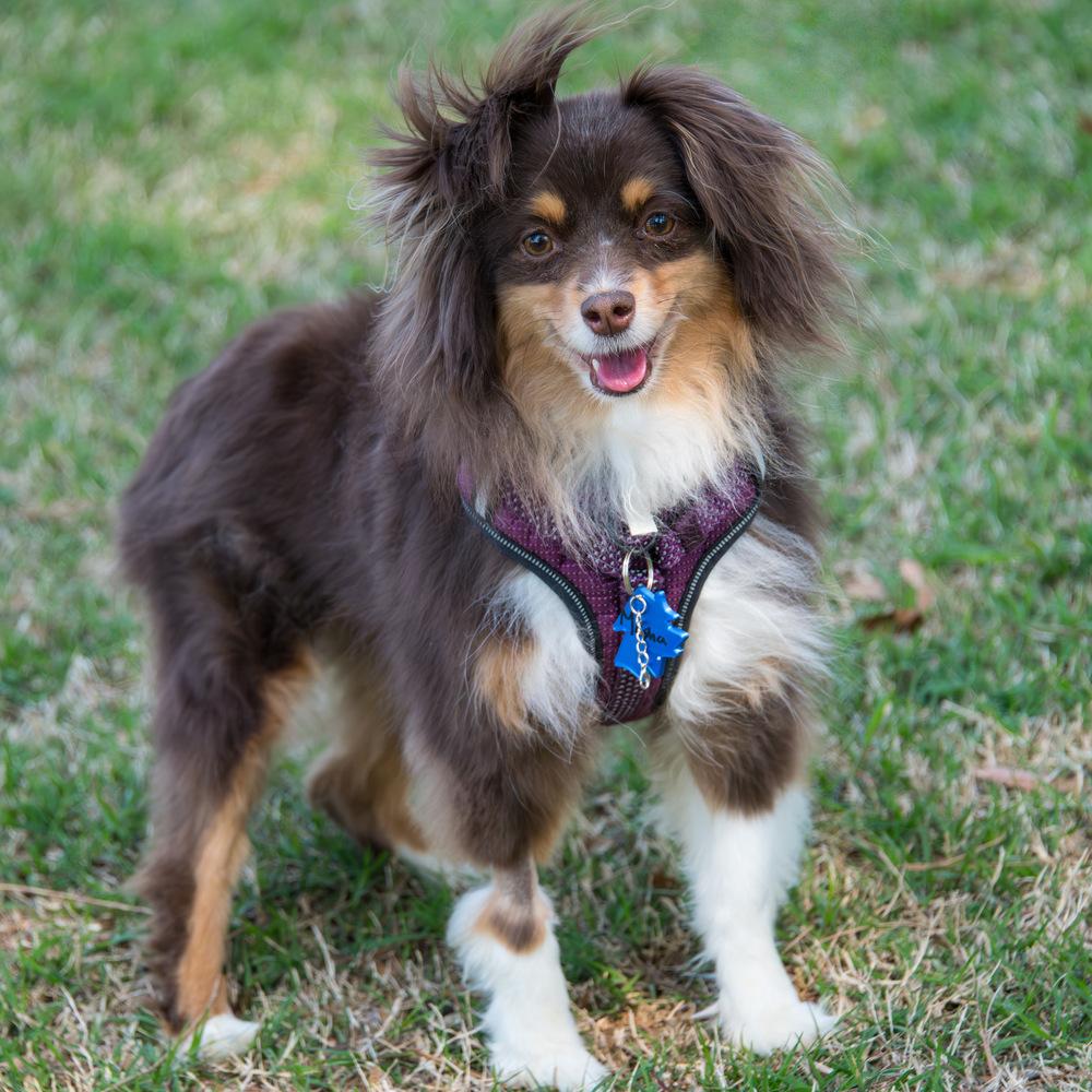Enlarge Masha, a Adoptable Australian Shepherd in Marietta, GA image 1/6