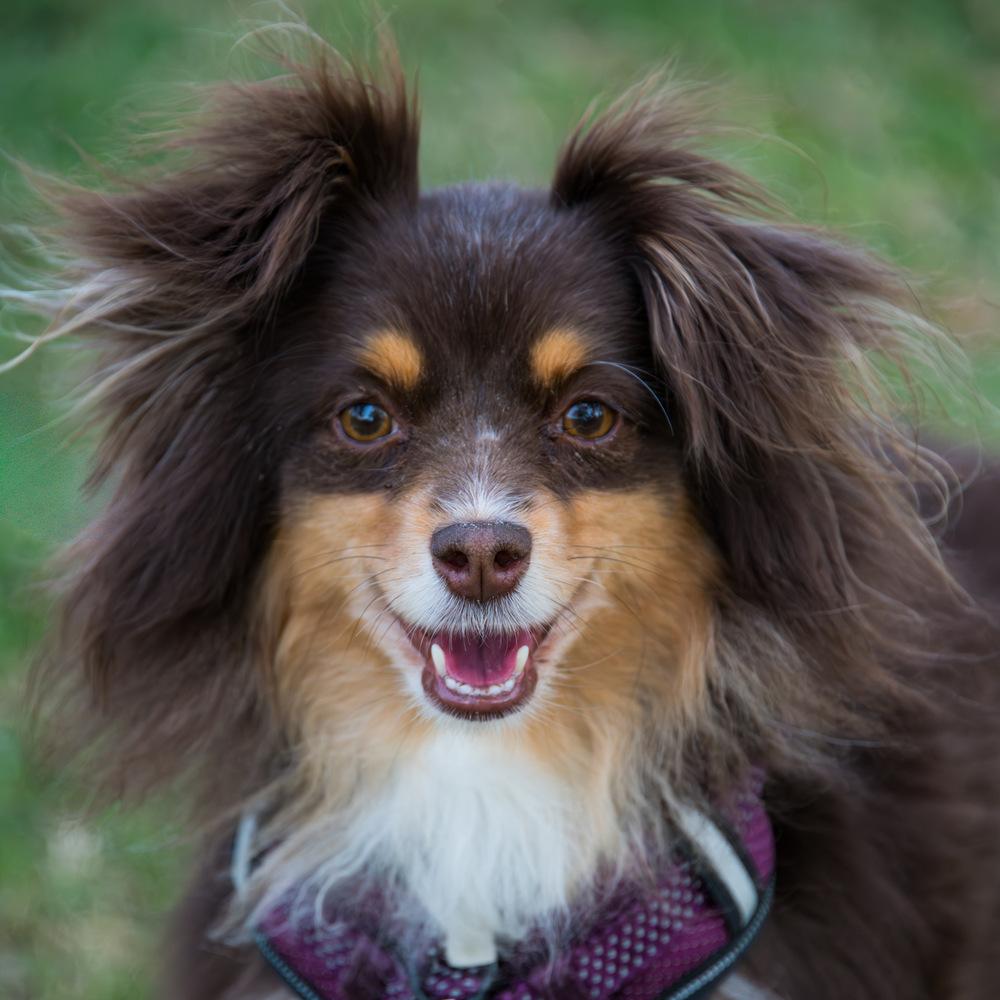 Enlarge Masha, a Adoptable Australian Shepherd in Marietta, GA image 2/6