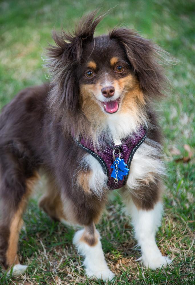 Enlarge Masha, a Adoptable Australian Shepherd in Marietta, GA image 3/6