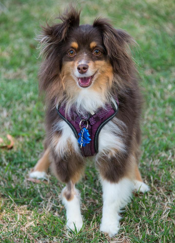 Enlarge Masha, a Adoptable Australian Shepherd in Marietta, GA image 4/6