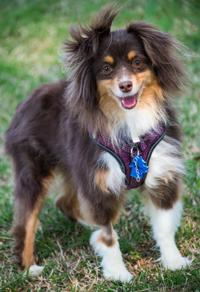 Enlarge Masha, a Adoptable Australian Shepherd in Marietta, GA image 5/6