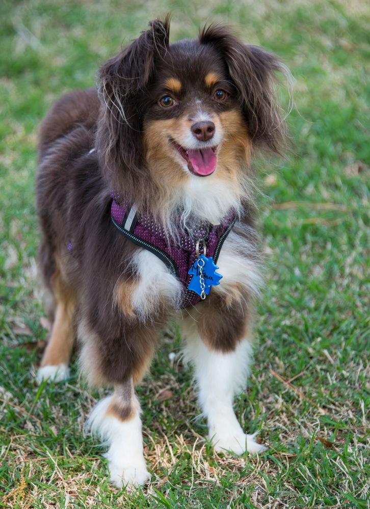 Enlarge Masha, a Adoptable Australian Shepherd in Marietta, GA image 6/6