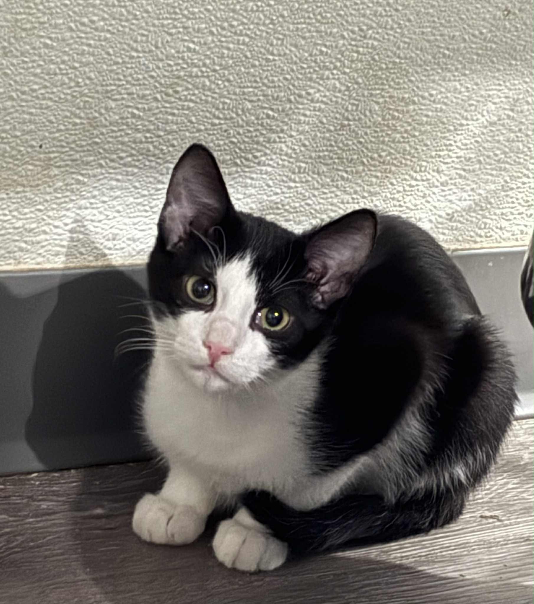 Button, Adoptable, Kitten Male Domestic Short Hair.