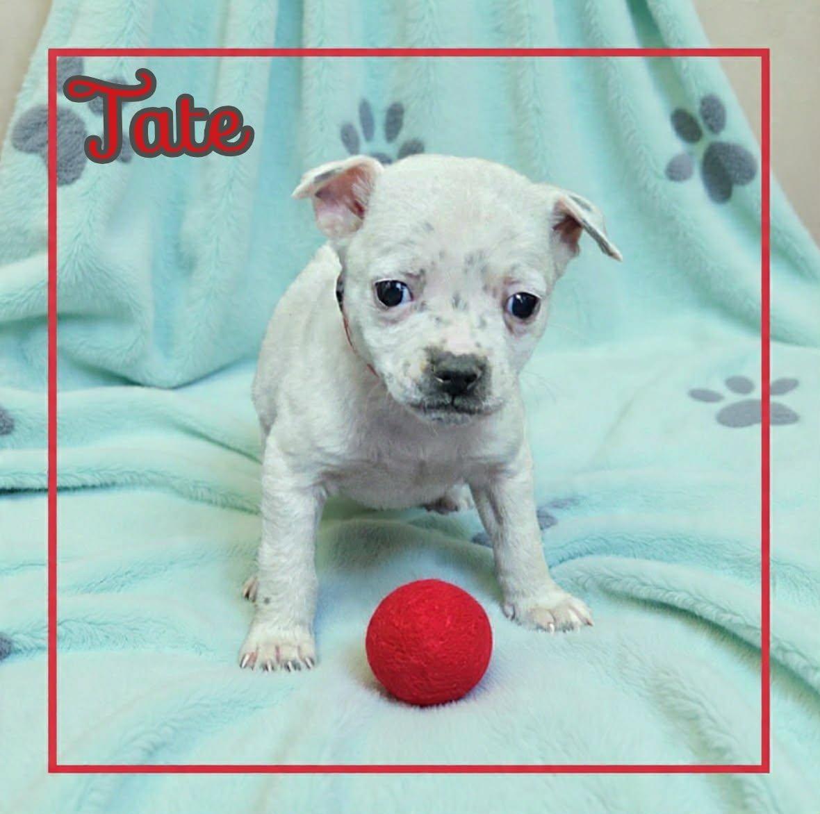 Tate, a ADOPTABLE mixed breed in Grove, OK image 3/5