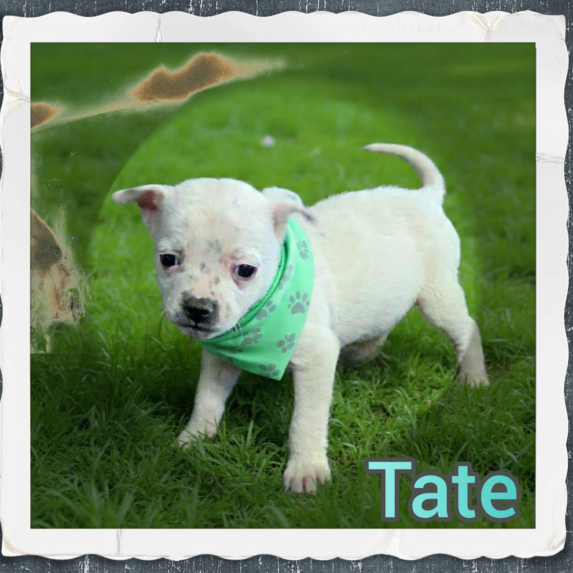 Tate, ADOPTABLE, Puppy Male Chihuahua & Staffordshire Bull Terrier.