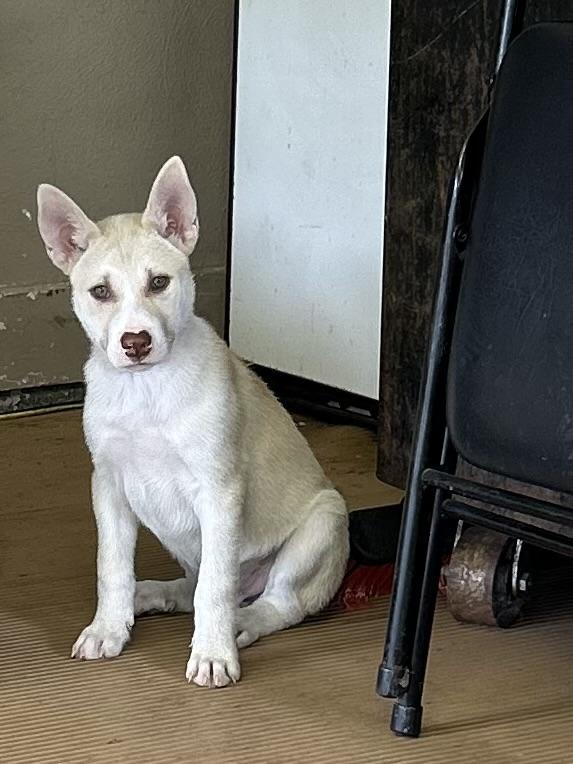 FROST, an adopted mixed breed in Elyria, OH image 4/5