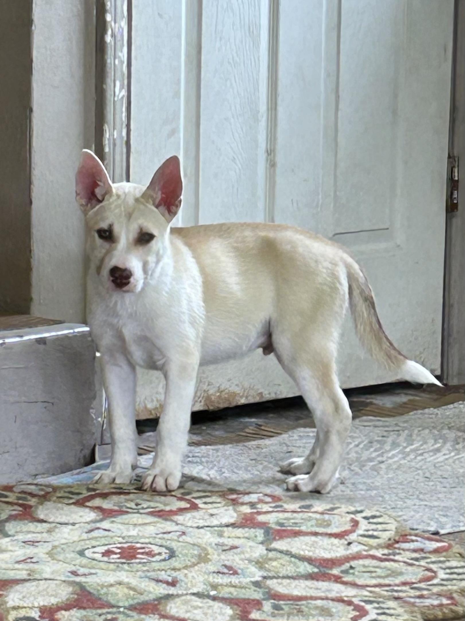 FROST, an adopted mixed breed in Elyria, OH image 2/5