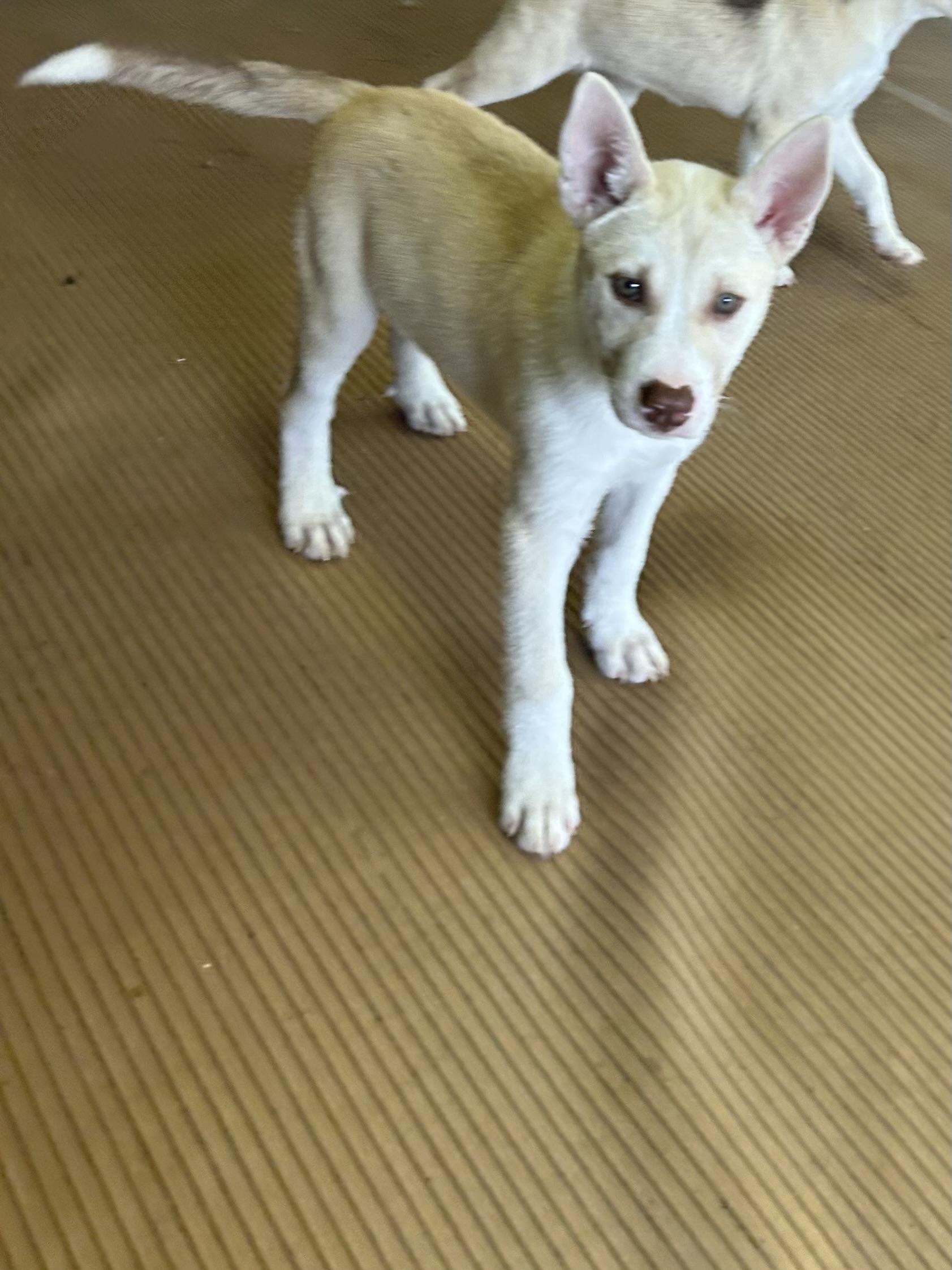 FROST, an adopted mixed breed in Elyria, OH image 3/5