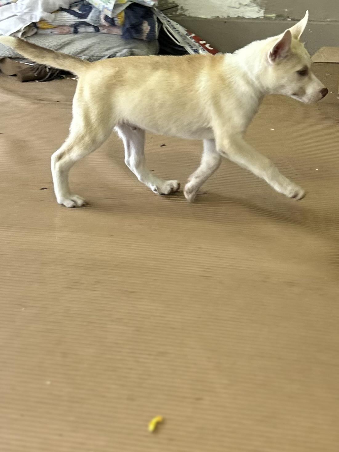 FROST, an adopted mixed breed in Elyria, OH image 5/5