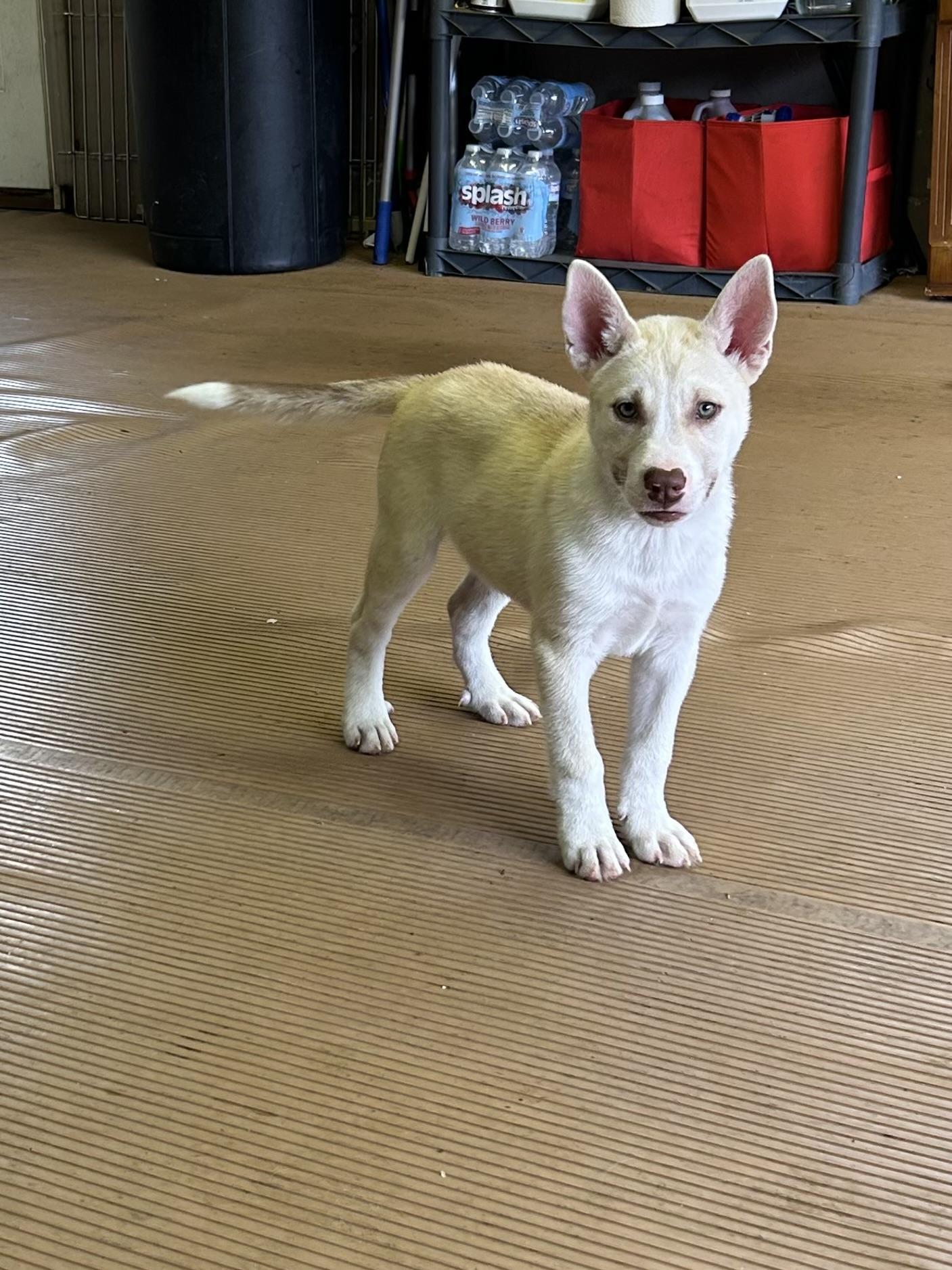 FROST, an adopted mixed breed in Elyria, OH image 1/5