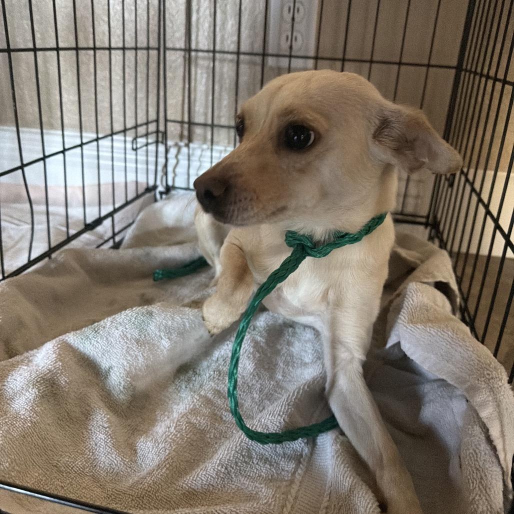 Susie A1432017, Adopted, Adult Female Chihuahua.