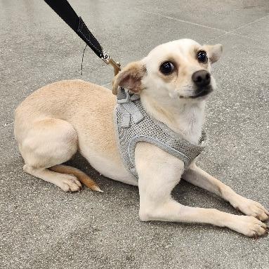 Enlarge Susie A1432017, a Adopted Chihuahua in Las Vegas, NV image 2/5
