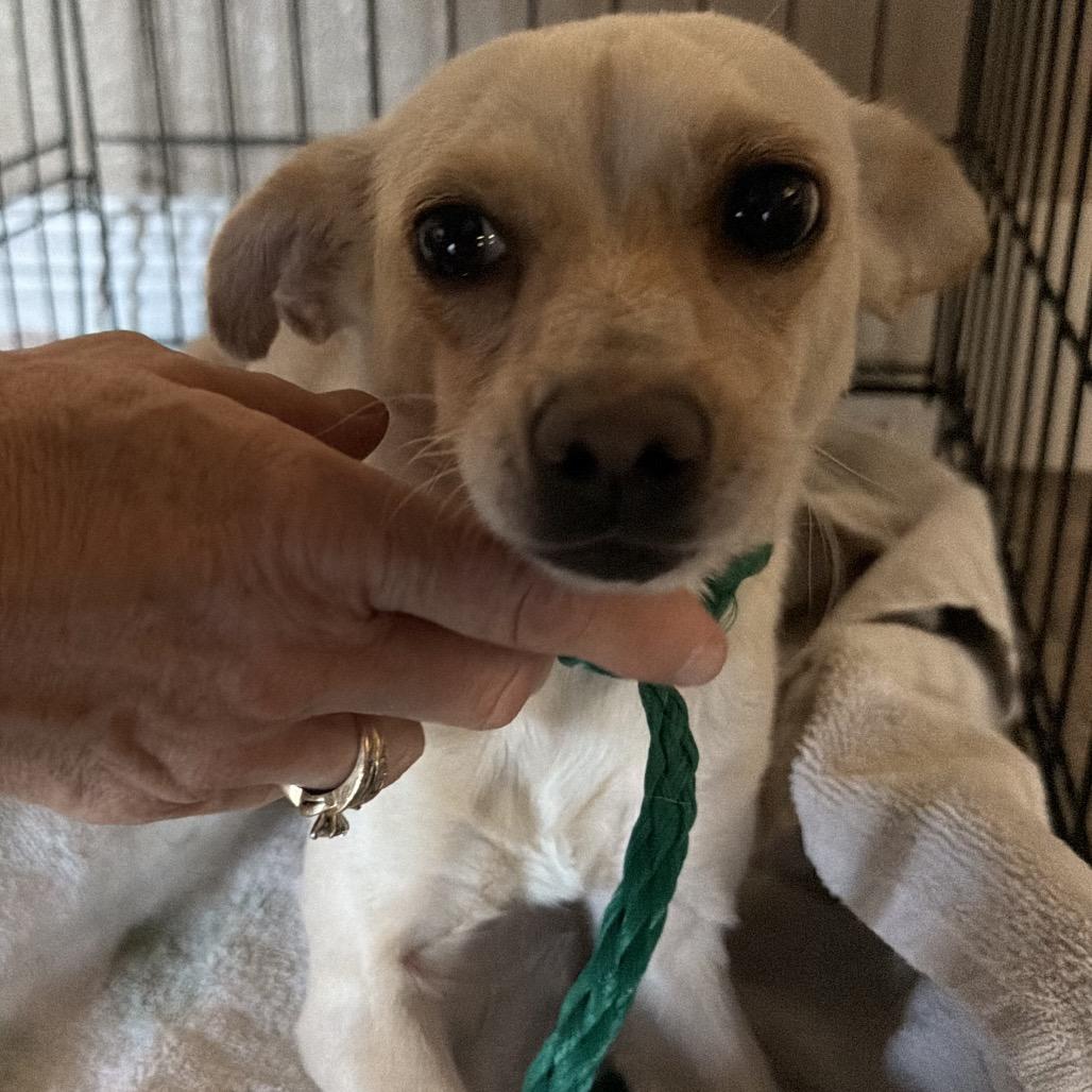 Enlarge Susie A1432017, a Adopted Chihuahua in Las Vegas, NV image 3/5