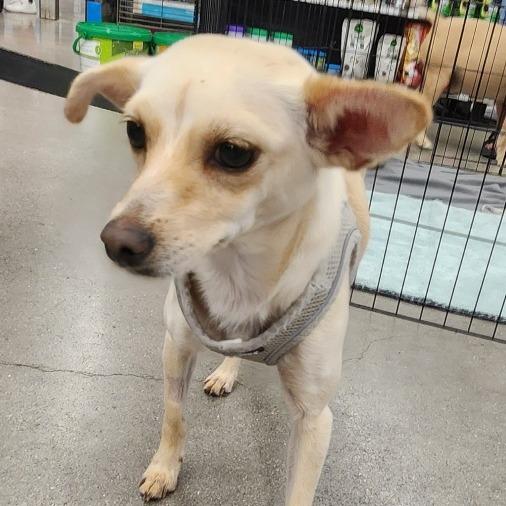 Enlarge Susie A1432017, a Adopted Chihuahua in Las Vegas, NV image 4/5