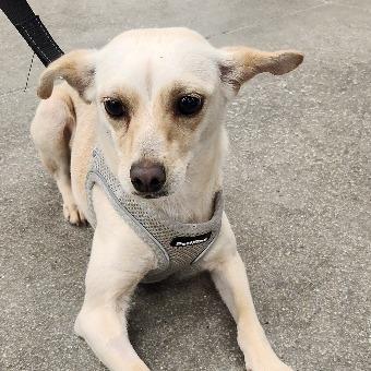 Enlarge Susie A1432017, a Adopted Chihuahua in Las Vegas, NV image 5/5