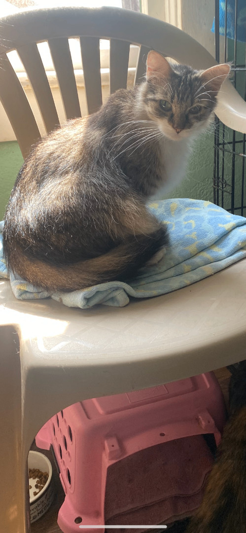 Zoey, Adopted, Young Female Domestic Medium Hair.