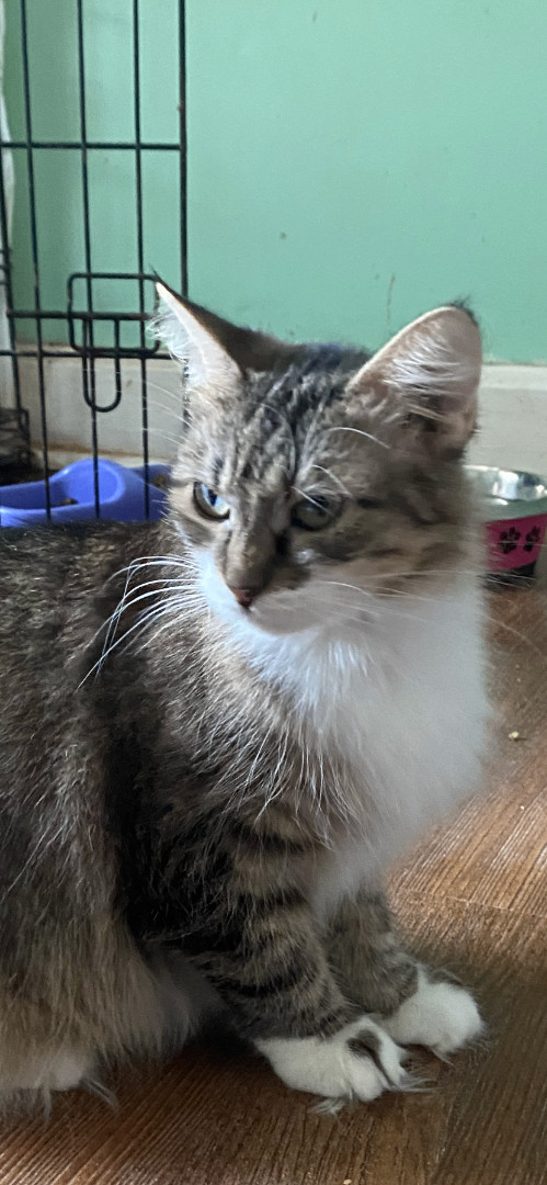 Zoey, a Adopted mixed breed in Kansas City, MO image 2/4