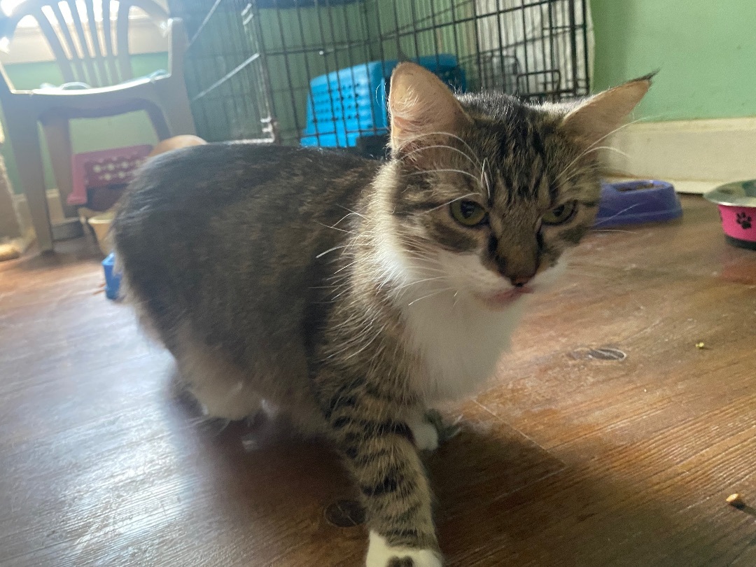 Zoey, a Adopted mixed breed in Kansas City, MO image 4/4