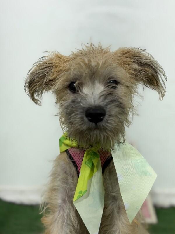 Dracula-One of our Amazing Rescue Dogs, Adopted, Puppy Male Schnauzer & Poodle.
